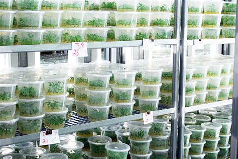 Technology Of Plant Tissue Culture