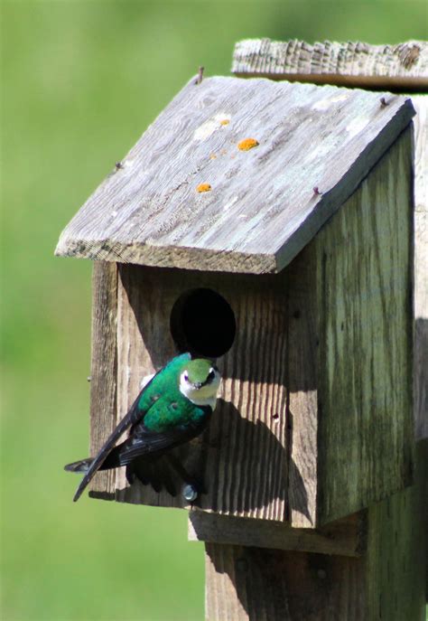 Tree Swallow At Nesting Box Tree Swallow Backyard Birds Bird Photo