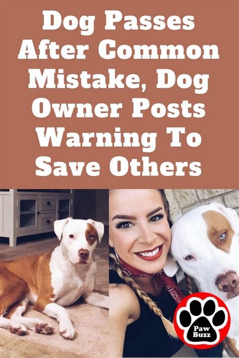 Dog Passes After Common Mistake Dog Owner Posts Warning To Save Others