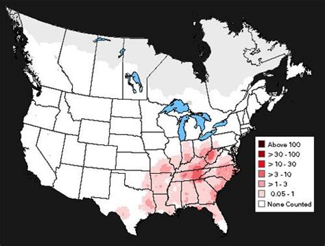 Women formed a sizeable majority of this migrant population. Yellow-throated Warbler, Dendroica dominica