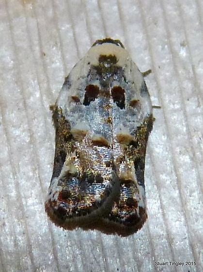 Snowy Shouldered Acleris Acleris Nivisellana Bugguidenet