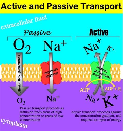 Passive transport, also known as passive diffusion, is a process by which an ion or molecule passes through a cell wall via a concentration gradient, or from an area of high concentration to an area of low. Which of the following processes includes all others ...