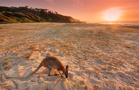 Australian Animal Wallpapers Top Free Australian Animal Backgrounds