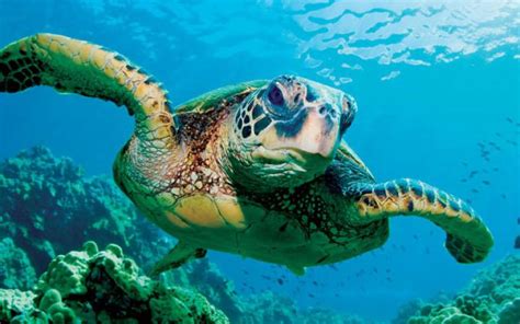 Swim Into Sea Turtle Week 2018 Noaa Fisheries