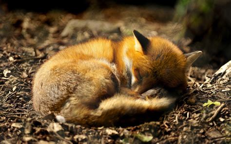 Animals Fox Forest Closeup Depth Of Field Sleeping