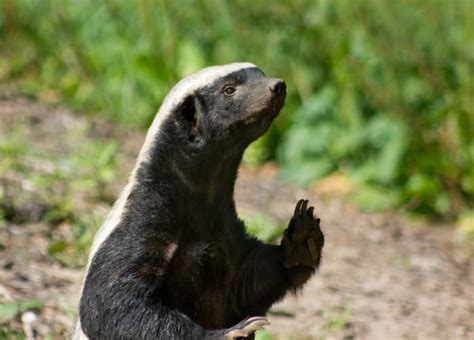21 Fun Facts About Honey Badgers The Worlds Most Fearless Animals