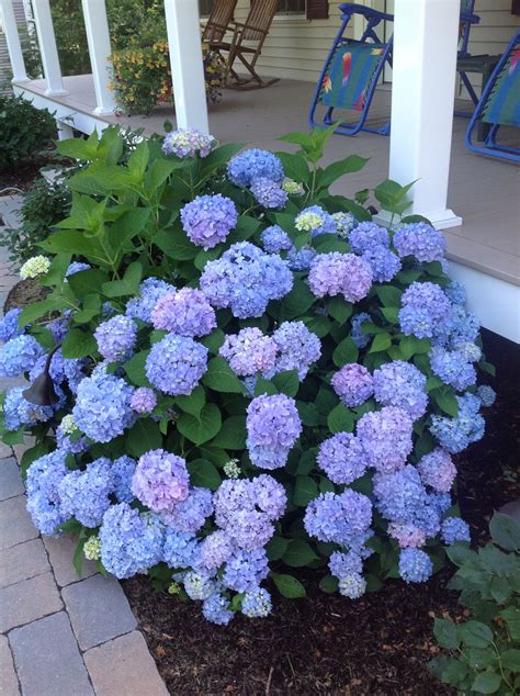 My Hydrangea Bush In My Front Yard By My Deck Today 7513 Coventry Ct