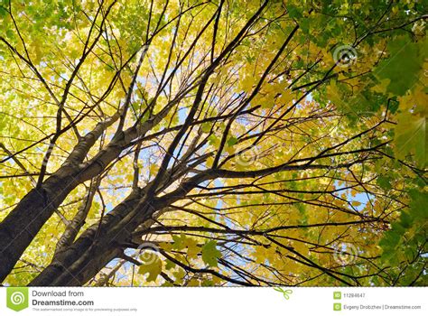 Autumn Maple Tree Stock Image Image Of Blue Light Branches 11284647