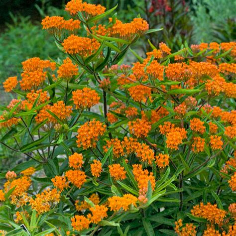 How To Grow Butterfly Weed The Good Earth Garden Center