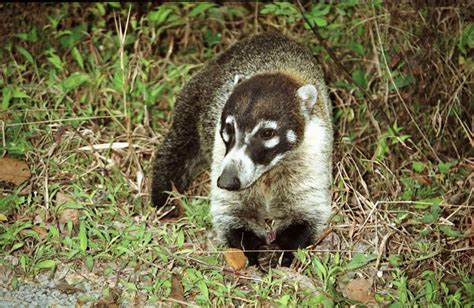 In this lesson plan students will learn animal names while practicing the demonstrative pronouns 'this' and 'that'. Quia - Los animales de Panamá