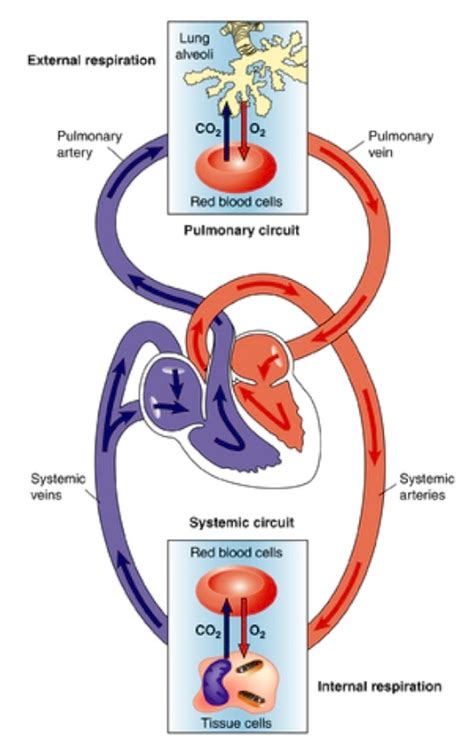 What is a circulatory system diagram circulatory system diagrams are visual representations of the circulatory system, also referred to as the cardiovascular system. Activity 2 « Function of the Human Heart