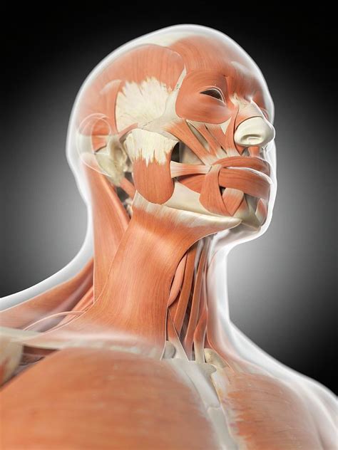 Human Facial Muscles Photograph By Sciepro Fine Art America