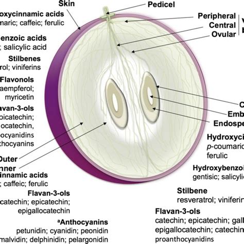 Processes And Purposes Of Extraction Of Grape Components During