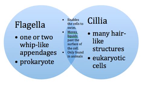 Other important Organelles - Biology Organelles-Katelyn ...