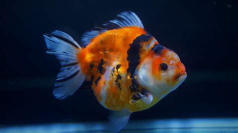 Goldfish Kingdom 👑 Thai And China Goldfish Youtube