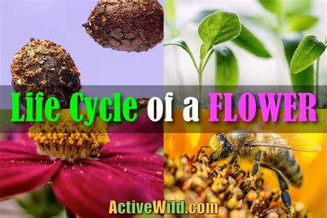 The Life Cycle Of A Flower Discover How Flowering Plants Reproduce