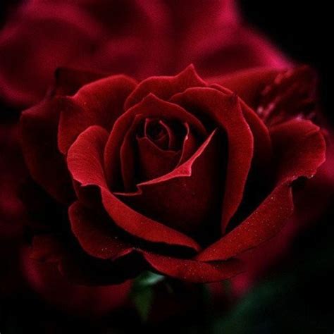 Deep Red Roses Roseschapter 1 Pinterest