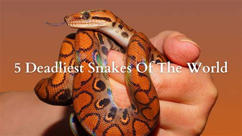 5 Most Deadliest Snakes Of The World ️🐍 ️ Youtube