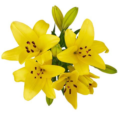 Fresh Cut Lilies Flower Bunch 3 Stems Colors Vary