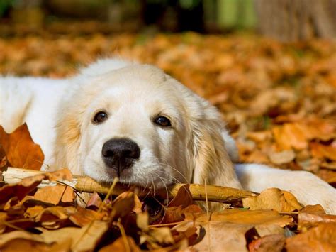 Baby Dogs Wallpapers - Wallpaper Cave