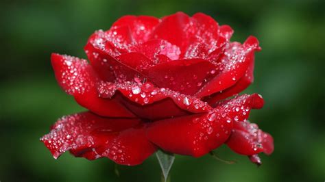 Selective Focus Photography Of Red Rose Hd Wallpaper Wallpaper Flare
