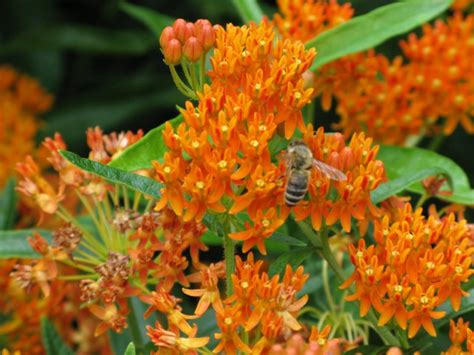 22 inches tall and 20 to 24. Top 10 Flowers to Attract Hummingbirds - Hunt Valley, MD Patch