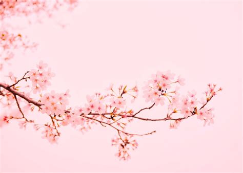 Cherry blossom pastel pink aesthetic flowers. 'Pink Cherry Blossoms' Poster by Bear Amber Art | Displate ...
