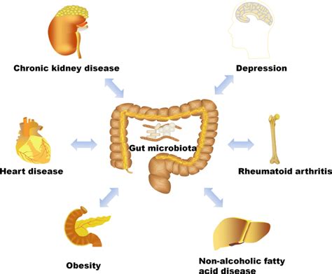 The Contribution Of The Dysbiosis Of Gut Microbiome On Various