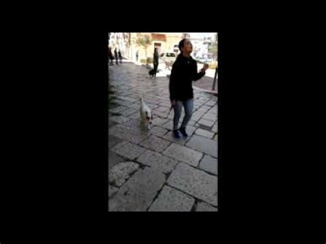 Signora azzannata dal cane da guardia, in ospedale. Porta fuori il cane! Si affaccia una signora dal balcone e guardate che succede!!! - YouTube