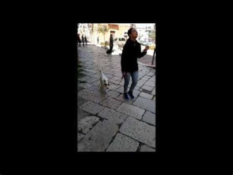 Garantire sicurezza, prevenire frodi e debug; Porta fuori il cane! Si affaccia una signora dal balcone e guardate che succede!!! - YouTube