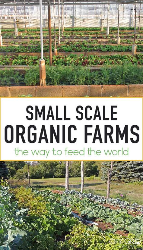 un report says small scale organic farming only way to feed the world off grid world