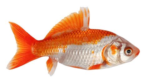 Golden Crucian Carp Fish Goldfish Isolated On White Background Stock