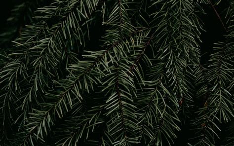 Download Wallpaper 1920x1200 Pine Branch Needles Plant Macro Green