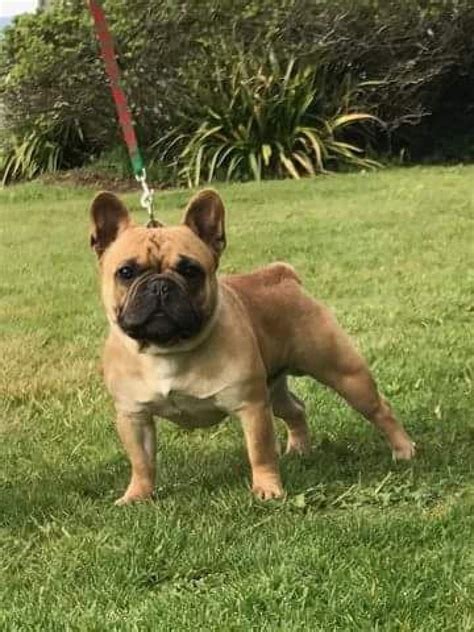 French bulldogs are very playful, yet some males may be dog aggressive. French Bulldog Fawn Stud Dog At Stud. - Snub Nosed K9's ...