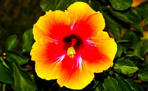 Fire Flower By Chris Taylor 500px Fire Flower Hawaiian Flowers