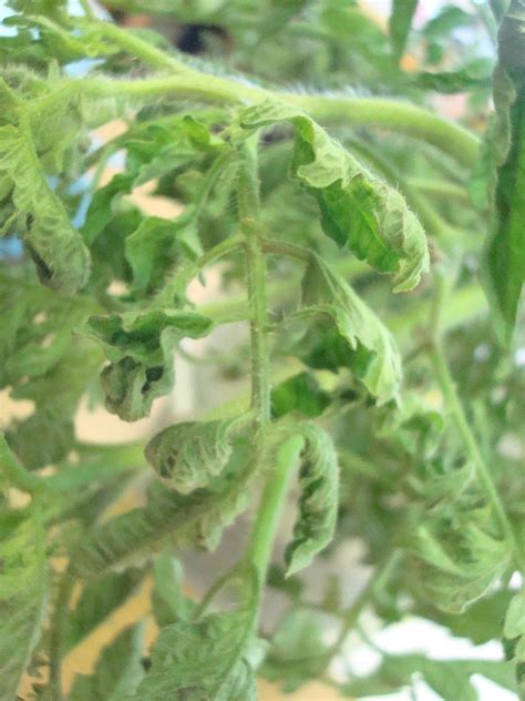 University Of Illinois Plant Clinic A Few Tomato Diseases Seen At The