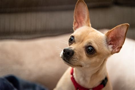 Chihuahua Deer Head