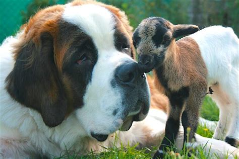 5 Unusual Friendships Between Dogs And Other Animals Petful