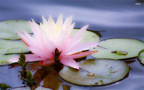 Water Lily Wallpapers Wallpaper Cave