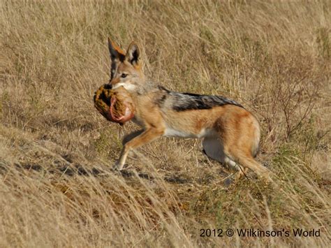 Black-backed jackals | Wilkinson's World