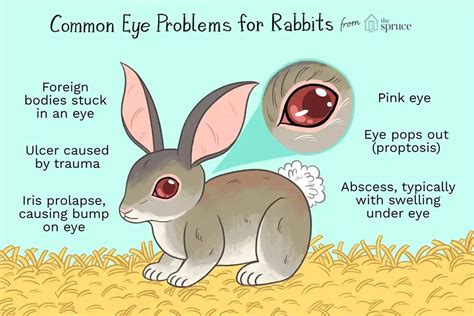 Rabbit Eye Problems What They Tell You About Your Rabbits Health