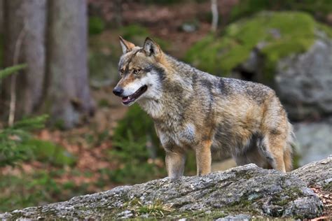 Europäischer Wolf Canis Lupus Lupus Foto And Bild Tiere Zoo