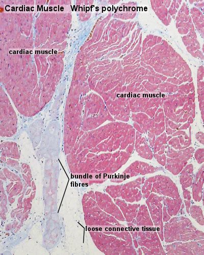 Redirect Notice Tissue Biology Cardiovascular System Medical