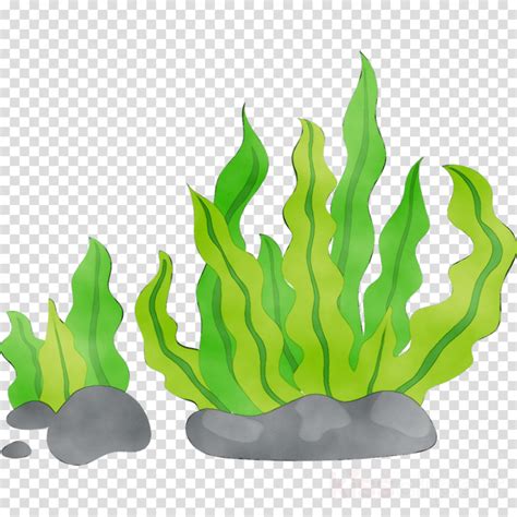 Download High Quality Seaweed Clipart Green Transparent Png Images