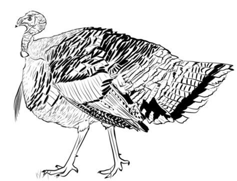Download High Quality Turkey Clipart Black And White Realistic
