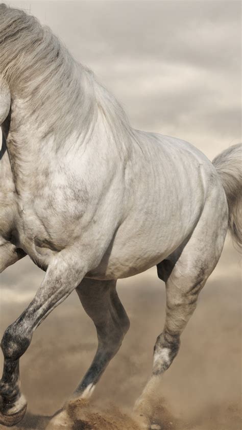 White Horse Hd Wallpapers 1920x1080