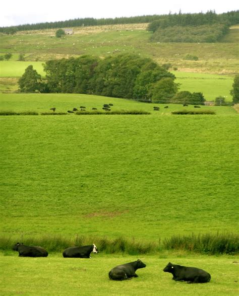 The Solitary Walker Lying Down In Green Pastures