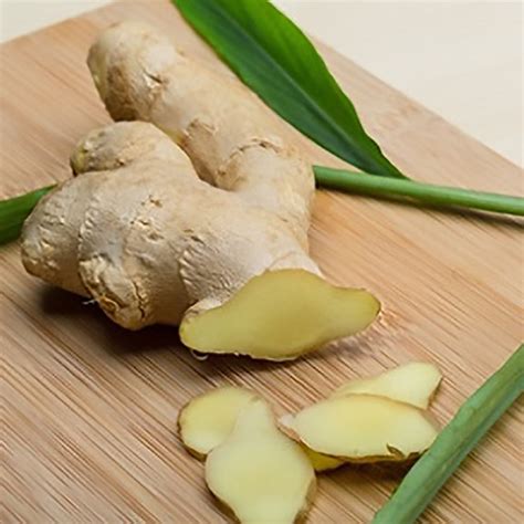 Grow Culinary Ginger Zingiber Officinale Ginger Rhizomes Easy To Grow Bulbs