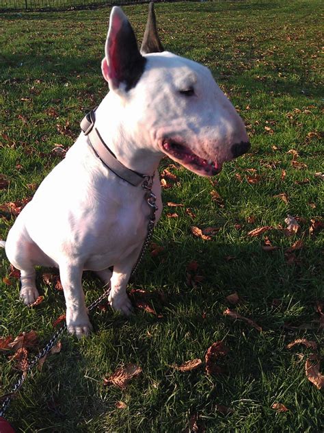Englishpage.com offers free online english lessons for advanced english learners. Female English Bull Terrier 23 Months Old Kc Reg ...