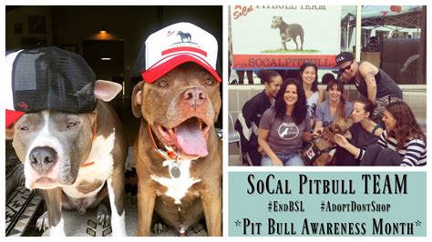 Pit Bull Awareness Month Meet The So Cal Pit Bull Team Positively Woof